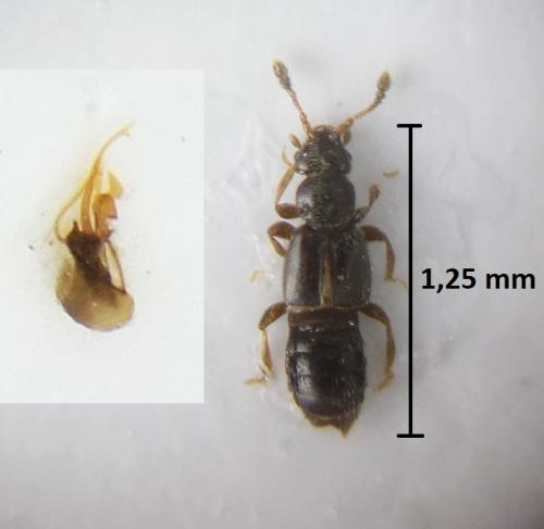 Bibloplectus tenebrosus
